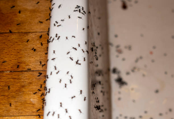 Best Rat Extermination Near Me  in Oak Grove, MN